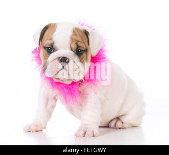 Sette settimane vecchio Bulldog inglese cucciolo isolato su sfondo bianco Foto Stock