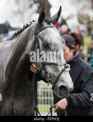 Sandown Park, Esher, Surrey, Regno Unito del 6 febbraio 2016 Bristol de Mai di vincitori involucro avendo vinto il grado 1 Betfred TV Isole Scilly novizi Chase a Sandown questo pomeriggio. Credito : Michael Stevens/Alamy News Foto Stock