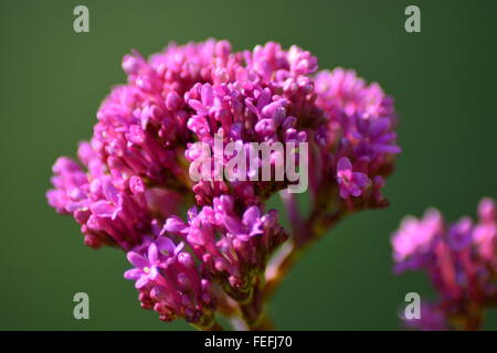 Prima di Valeriano fiori nel tardo inverno in Provenza,a sud della Francia Foto Stock