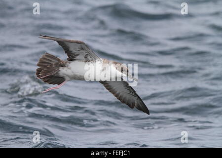 Grande Shearwater (Puffinus gravis), in mare Isole Scilly REGNO UNITO Foto Stock