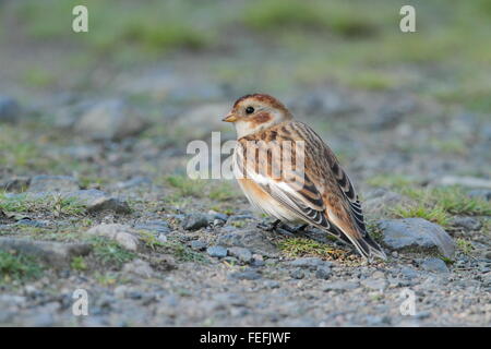 Snow Bunting (Plectrophenax nivalis), San Giusto, Cornwall Regno Unito Foto Stock