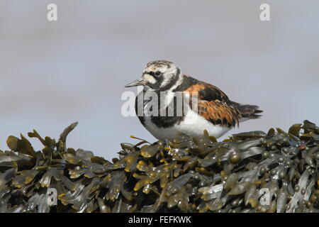 Turnstone (Arenaria interpres), Severn Estuary, GLOUCESTERSHIRE REGNO UNITO Foto Stock