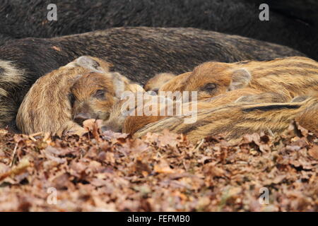 Sleeping Cinghiali Porcellini (Sus scrofa), la Foresta di Dean REGNO UNITO Foto Stock