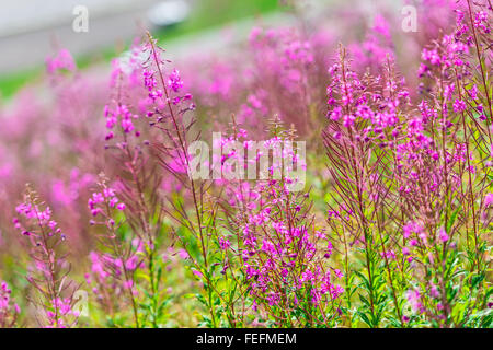 Soffice fireweed rosa fiori. Immagine ravvicinata Foto Stock