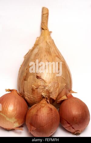 Una gigantesca vincita di cipolla e una selezione di dimensioni standard di cipolle Foto Stock