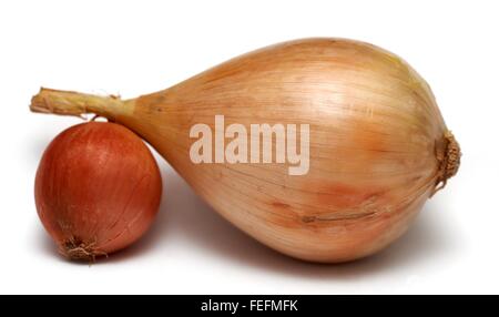 Una gigantesca vincita di cipolla e una cipolla piccola Foto Stock