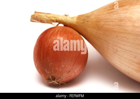 Una gigantesca vincita di cipolla e una cipolla piccola Foto Stock