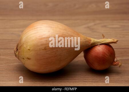 Una gigantesca vincita di cipolla e una cipolla piccola Foto Stock