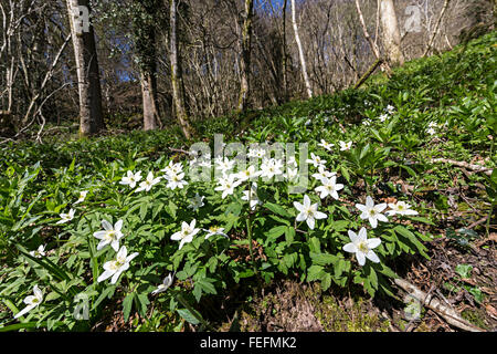 Legno Anemone Anemone nemorosa , a Coed y Cerrig Riserva Naturale Nazionale, Abergavenny, Powys, Wales, Regno Unito Foto Stock