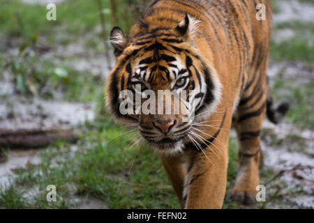 Una femmina adulta aggirava tiger Foto Stock