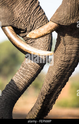 Dettagli di un elefante africano Foto Stock