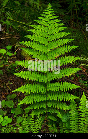 Signora felce Foto Stock