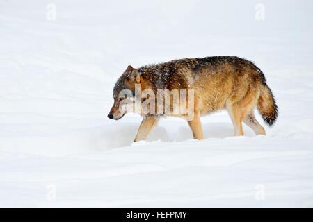 Eurasian Wolf, comuni anche wolf o medio foresta russa lupo (Canis lupus lupus) a piedi attraverso la neve, il Cantone di Svitto Foto Stock