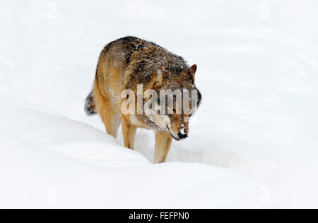 Eurasian Wolf, comuni anche wolf o medio foresta russa lupo (Canis lupus lupus) a piedi attraverso la neve, il Cantone di Svitto Foto Stock