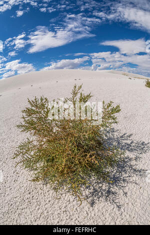 Pioneer impianto contribuendo a stabilizzare le dune di sabbia bianca monumento nazionale nel bacino Tularosa del Nuovo Messico, STATI UNITI D'AMERICA Foto Stock