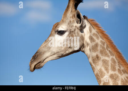 Testa della giraffa Foto Stock