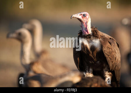 Vulture su una carcassa Foto Stock