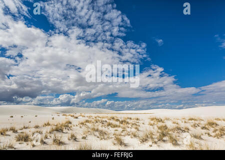 Le piante pioniere del gesso le dune di sabbia bianca monumento nazionale nel bacino Tularosa del Nuovo Messico, STATI UNITI D'AMERICA Foto Stock