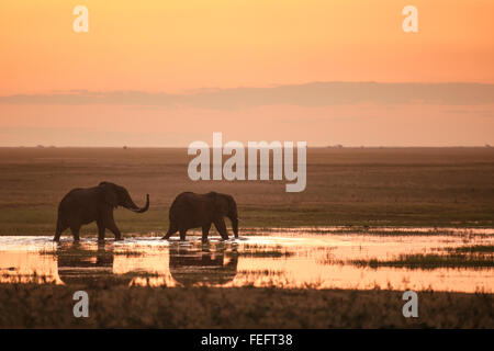 Due elefanti in sunset Foto Stock