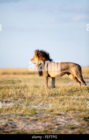 Leone africano nel bushveld Foto Stock