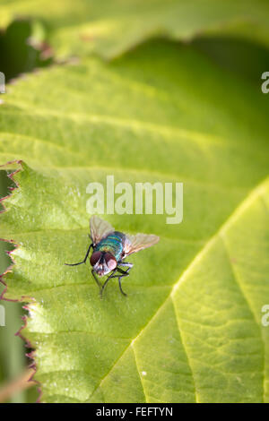 Bluebottle, volare, rosso, verde, seduto sulla foglia verde Foto Stock