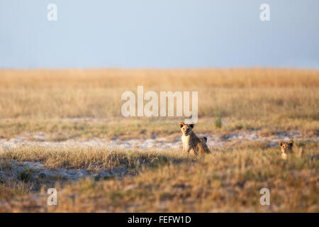 Lion cub in bushveld Foto Stock