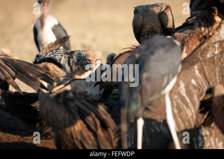 Un nero backed jackal Foto Stock