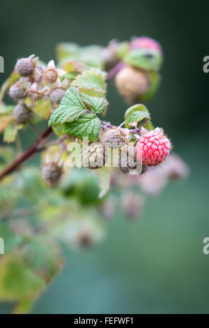 Giardino, frutta lampone rosso, appeso di verde foglia, ramo, (Rubus fruticosus) Foto Stock