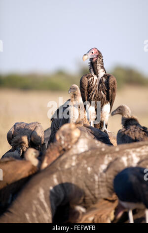 Vulture su una carcassa Foto Stock