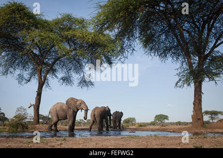 Elefante a un waterhole Foto Stock