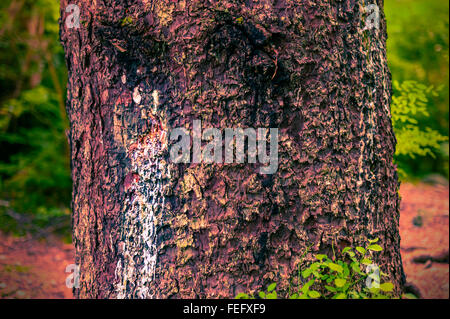 Sap che colava del bullet ferite su questo Sitka Spruce, Picea sitchensis su Alaska Forestale dello Stato nei pressi di Sitka, Alaska, Stati Uniti d'America. Foto Foto Stock