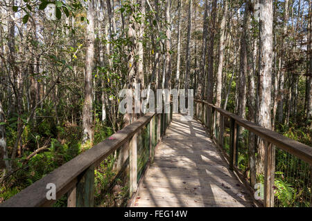 Il Boardwalk in una cupola di cipressi comunità di vegetazione, sud della Florida. Foto Stock