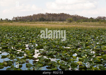 Palude, Cypress cupola in distanza, Clewiston, Florida. Foto Stock