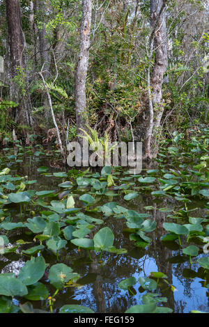 Vegetazione delle zone umide, nella Florida meridionale. Foto Stock