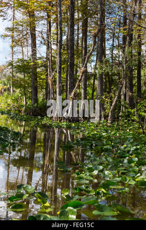 Vegetazione delle zone umide, nella Florida meridionale. Foto Stock