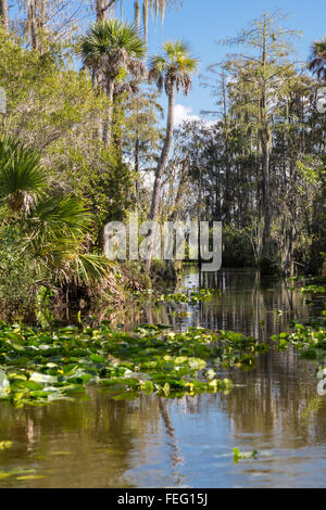 Vegetazione delle zone umide, nella Florida meridionale. Foto Stock