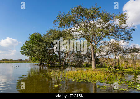 Vegetazione delle zone umide, nella Florida meridionale. Foto Stock