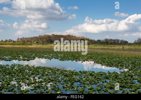 Le zone umide, Cypress cupola in distanza, Clewiston, Florida. Foto Stock