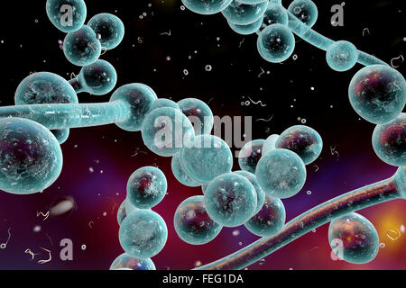 Illustrazione del calcolatore di funghi (lieviti). Candida albicans è trovata sulla pelle e le mucose della bocca, genitali, Foto Stock