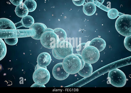 Illustrazione del calcolatore di funghi (lieviti). Candida albicans è trovata sulla pelle e le mucose della bocca, genitali, Foto Stock