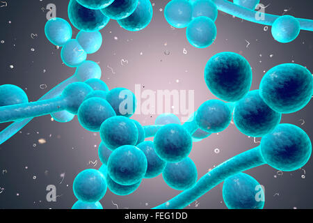 Illustrazione del calcolatore di funghi (lieviti). Candida albicans è trovata sulla pelle e le mucose della bocca, genitali, Foto Stock
