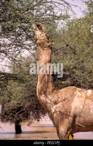 Akadaney, Niger. Il Cammello di mangiare da un albero di acacia, nonostante le spine. Foto Stock