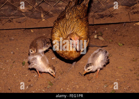 Maternità surrogata. Una madre-hen il pollo e la sua Faraona Ragazzi, 2-3 settimane di età. Foto Stock