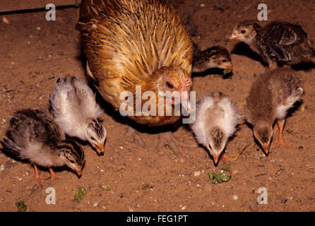 Maternità surrogata. Una madre-hen il pollo e la sua Faraona Ragazzi, 2-3 settimane di età. Foto Stock