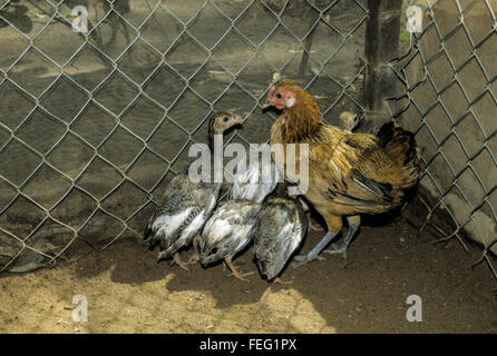 Maternità surrogata. Una madre-hen il pollo e la sua rapida crescita di Faraona Ragazzi, otto settimane di età. Foto Stock