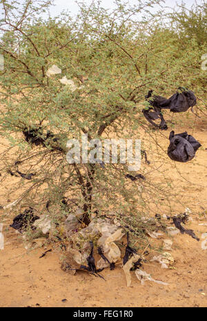 Niamey, Niger. Non biodegradabile sacchi di plastica preso sulle spine di un giovane albero di acacia. Foto Stock