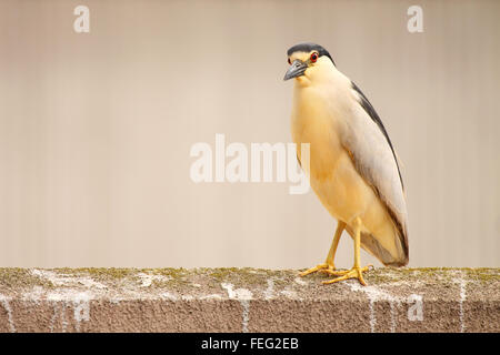 Una Nitticora in appoggio su una parete. Foto Stock