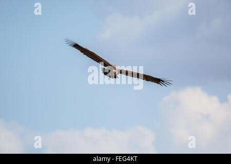 In Vulture bushveld africana Foto Stock