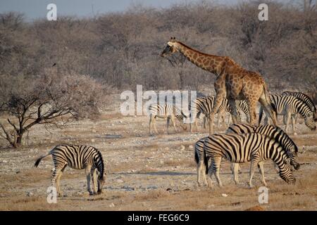 La fauna selvatica nel parco nazionale di Etosha, Namibia, Africa Foto Stock
