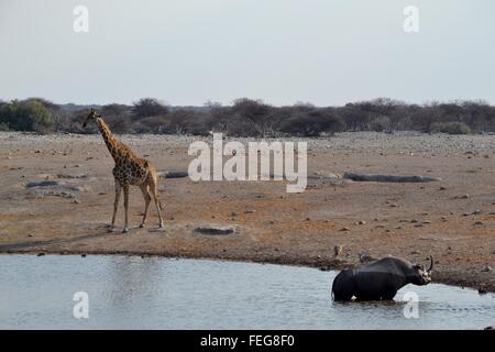 Il rinoceronte nero con giraffe nel Parco Nazionale Etosha, Namibia Foto Stock